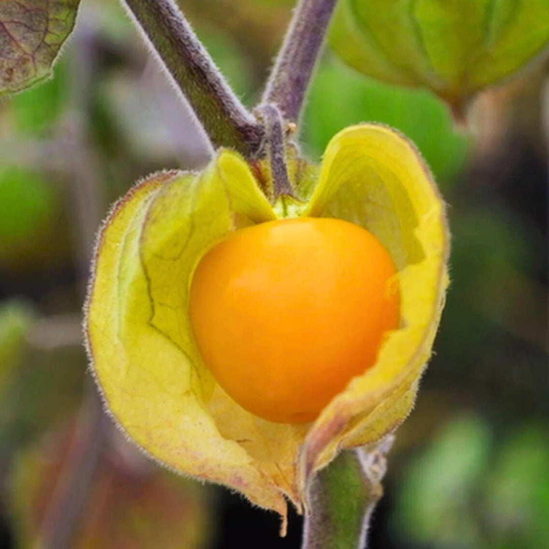 Golden Berry / Cape Gooseberry (Physalis peruviana) Rare Fruit Plant Seeds for Growing Superfruits in Your Yard