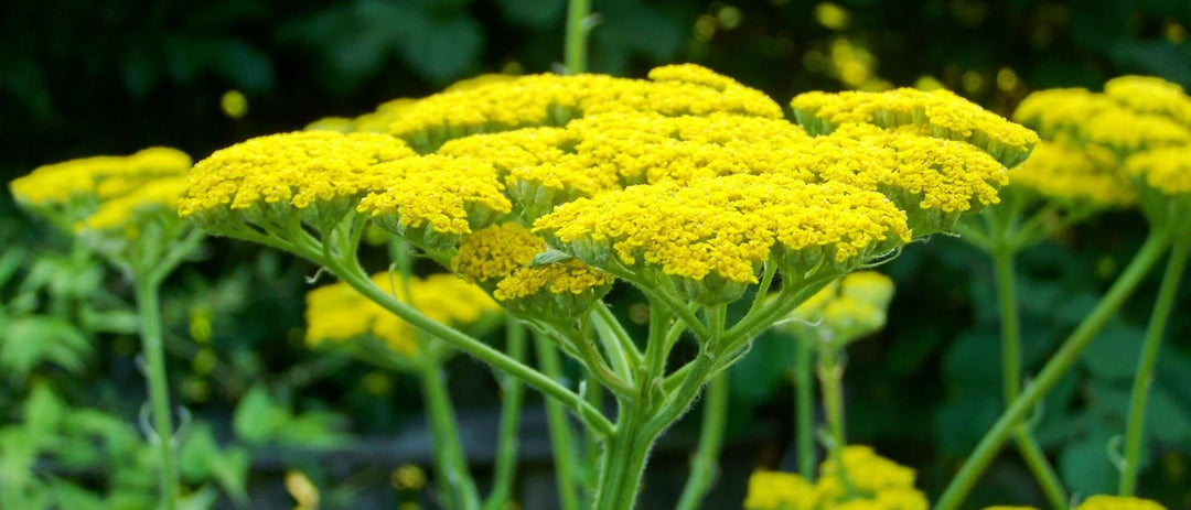 Yarrow Flower Seeds for Planting ,Heirloom Seeds -100 pcs