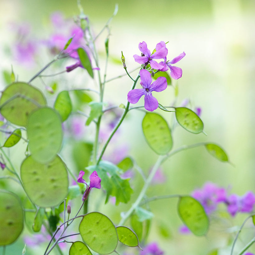 Heirloom Non-GMO Lunaria Money Plant Seeds for Planting – Violet Blooms with Decorative Seed Pods Organic Garden Seeds