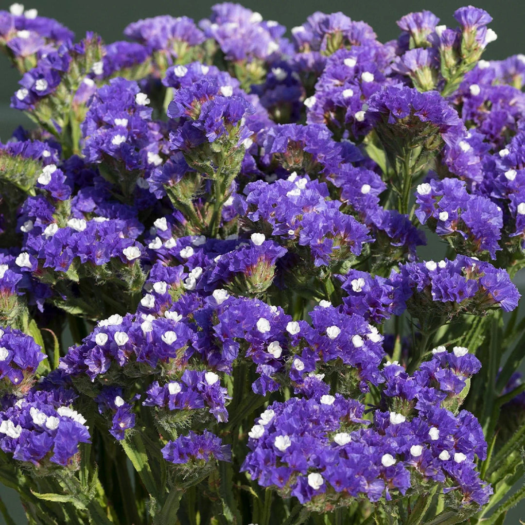 blue organic flower seeds