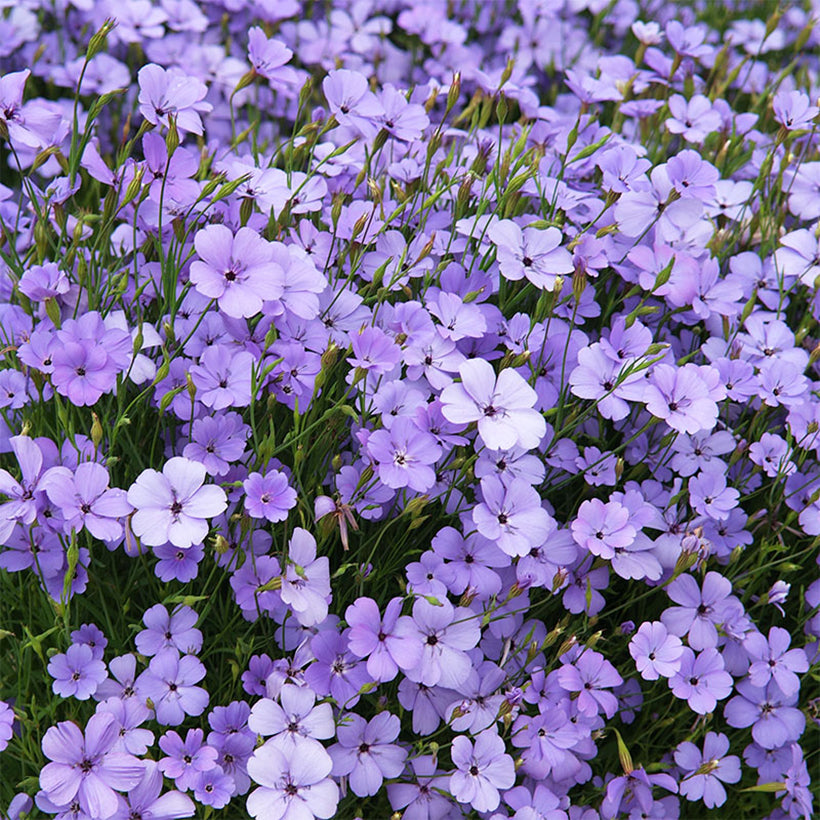 Blå Oculata blomsterfrø til udplantning - 100 stk