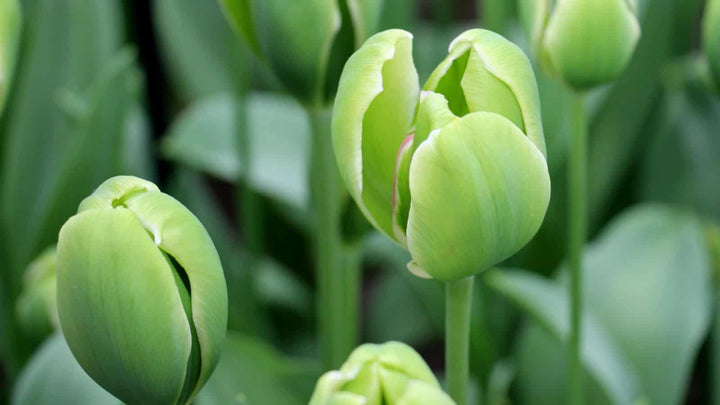 Dybgrønne Tulipan Blomsterfrø 100 stk