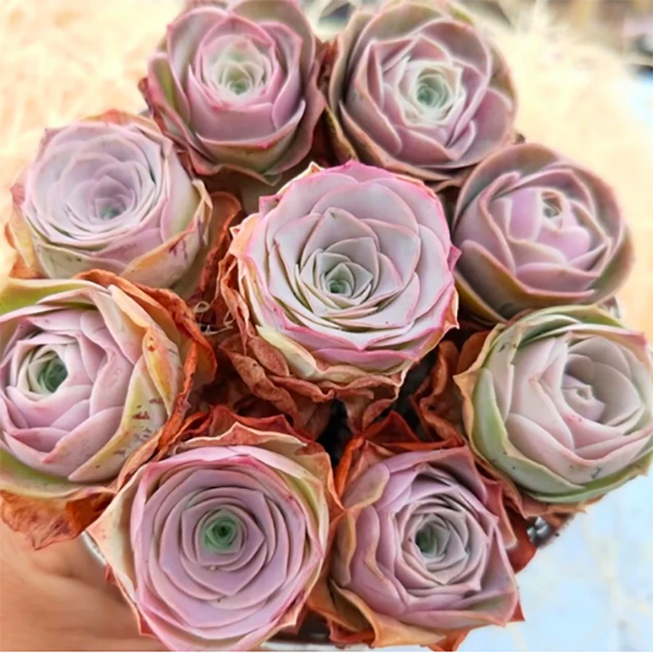 Mountain Rose Aeonium Greenovia Flower Seeds for Planting 100 pcs