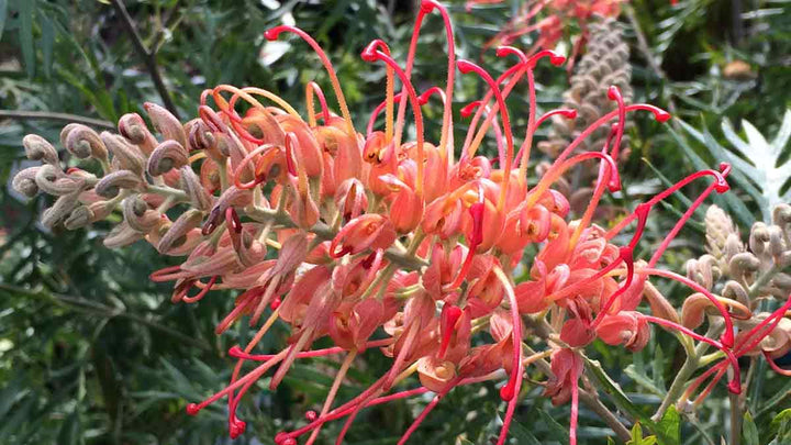 Red Grevillea Robusta Flower Seeds for Planting – Heirloom, Non-GMO, High Germination Organic Garden Seeds