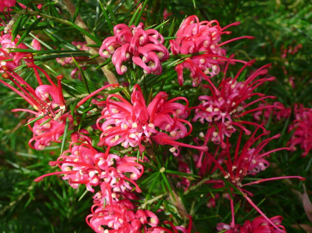 Heirloom Non-GMO Grevillea Flower Seeds for Planting – Drought-Tolerant Ornamental Blooms