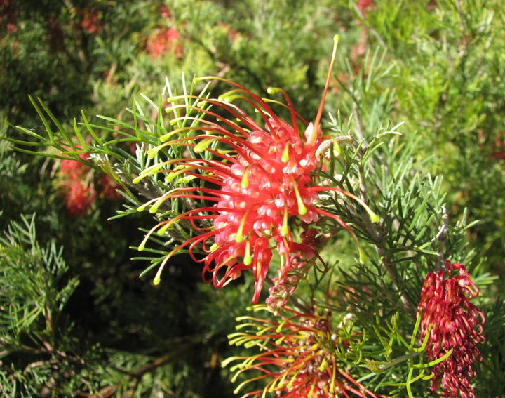 Heirloom Non-GMO Grevillea Flower Seeds for Planting – Drought-Tolerant Ornamental Blooms