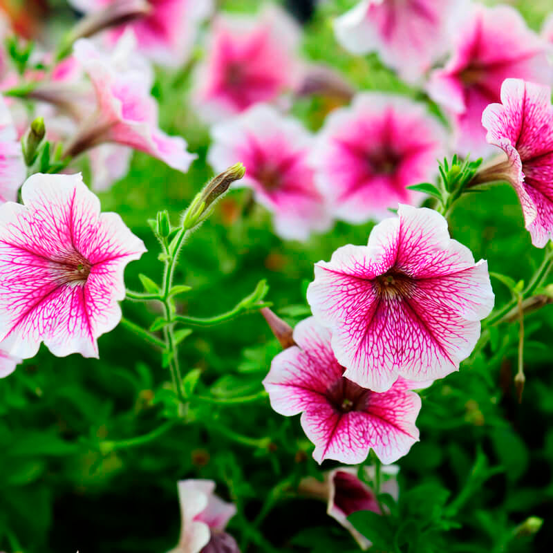 pink pale flower seeds