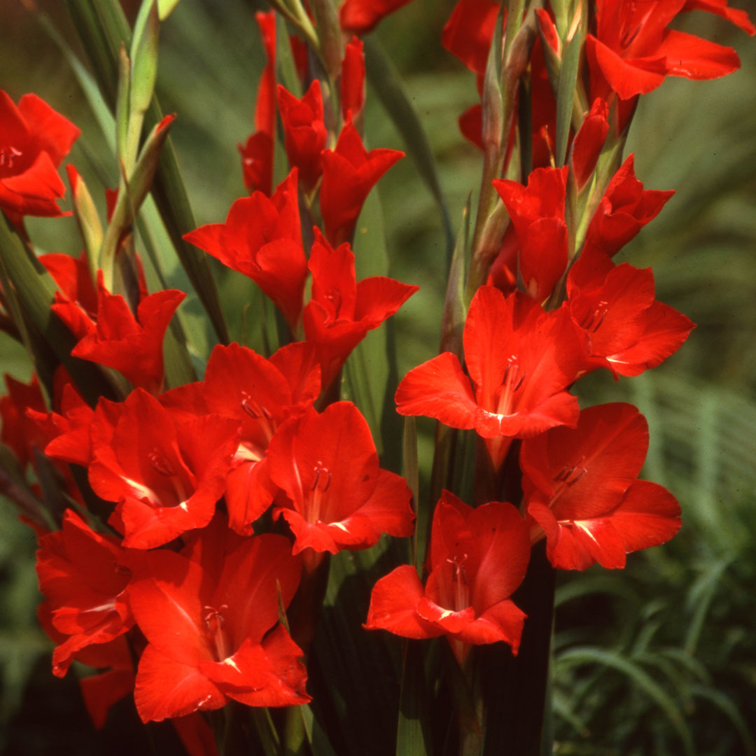 Organic Heirloom Gladiolus Flower Seeds for Planting – Red Variety Non-GMO High Germination Tall Blooms