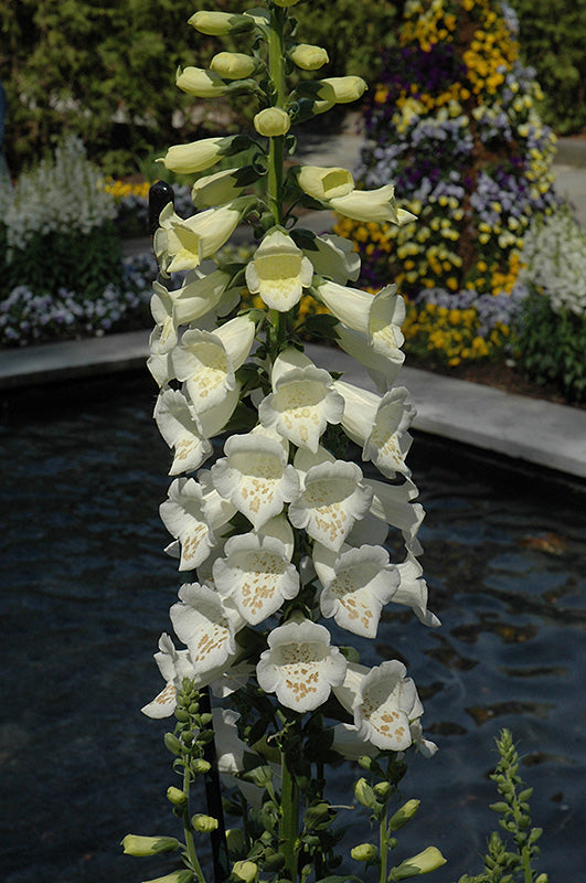 white bronze flower seeds