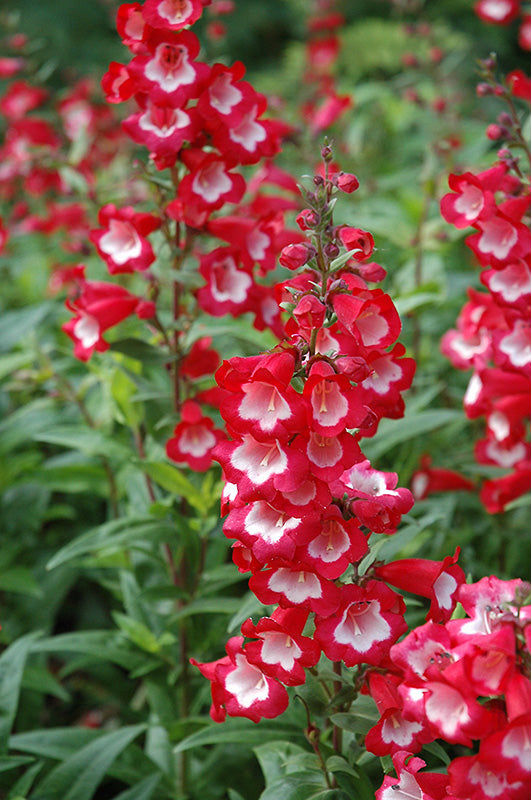 Penstemon Flower Seeds – Heirloom Non-GMO Bee-Friendly Blooms for Colorful Garden Planting, High Germination