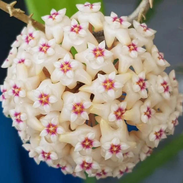 Fresh Hoya Carnosa Flower Seeds for Planting, Light Yellow 100 pcs