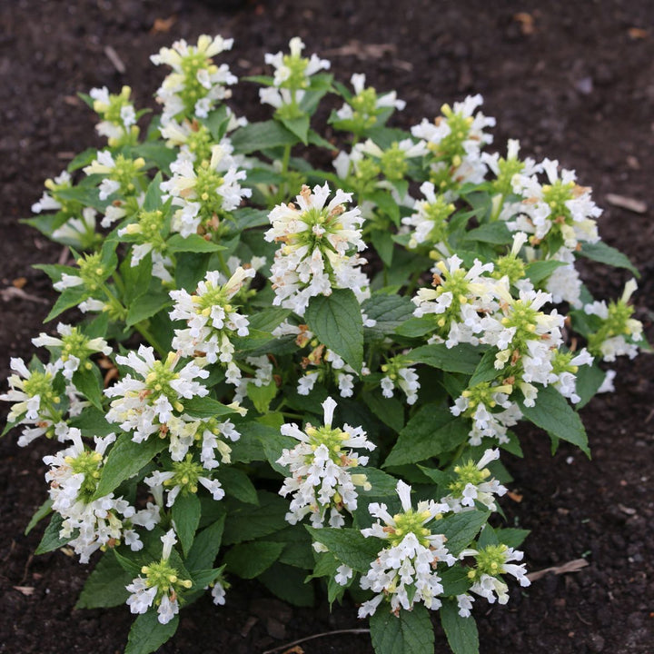 Catmint Snow Panther (Nepeta subsessilis) Plant Seeds – Heirloom, Non-GMO, Organic Garden Seeds for Planting