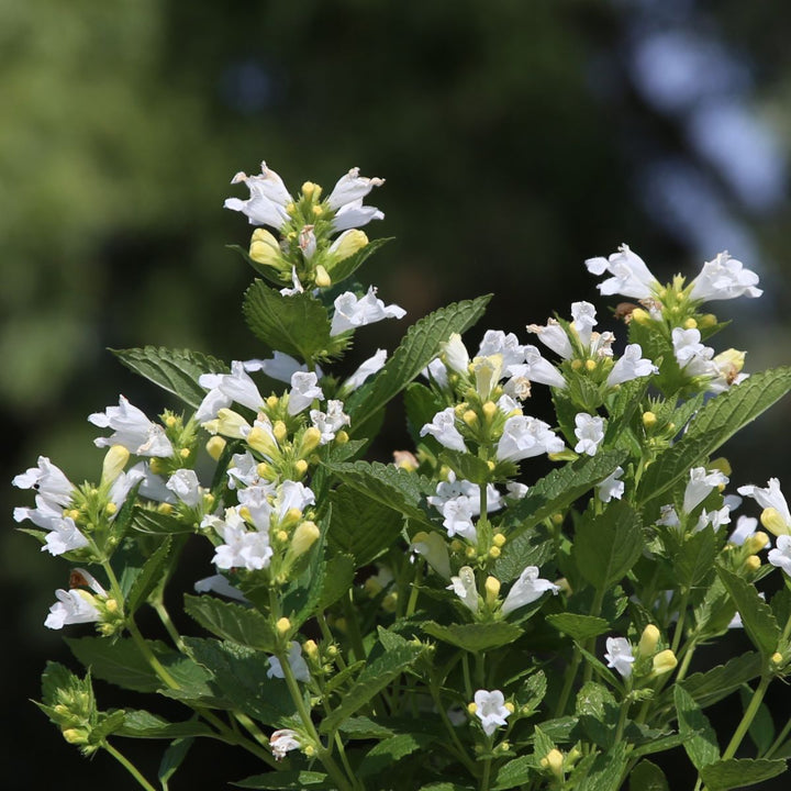 Catmint Snow Panther (Nepeta subsessilis) Plant Seeds – Heirloom, Non-GMO, Organic Garden Seeds for Planting