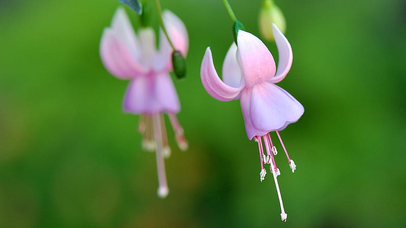 Fuchsia blomsterfrø til plantning Lysviolet 100 stk