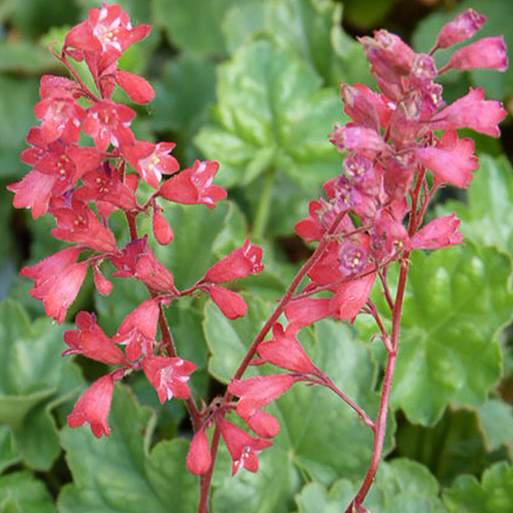 bressingham flower flower seeds