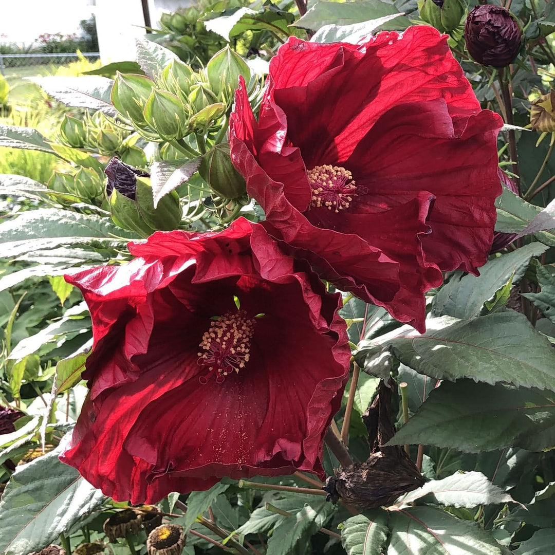 cranberry hibiscus flower seeds