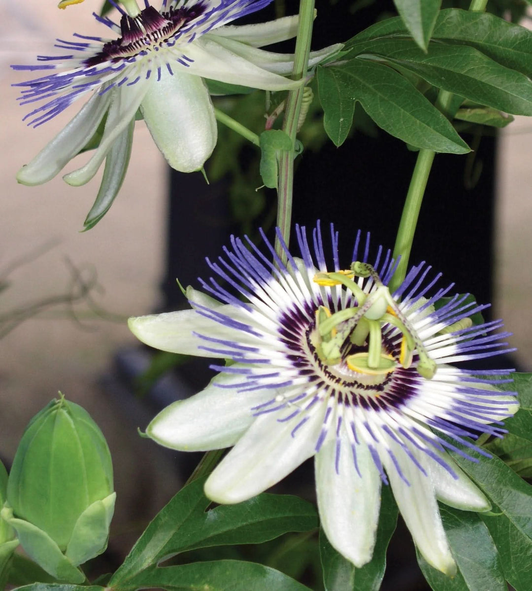 blue white flower seeds