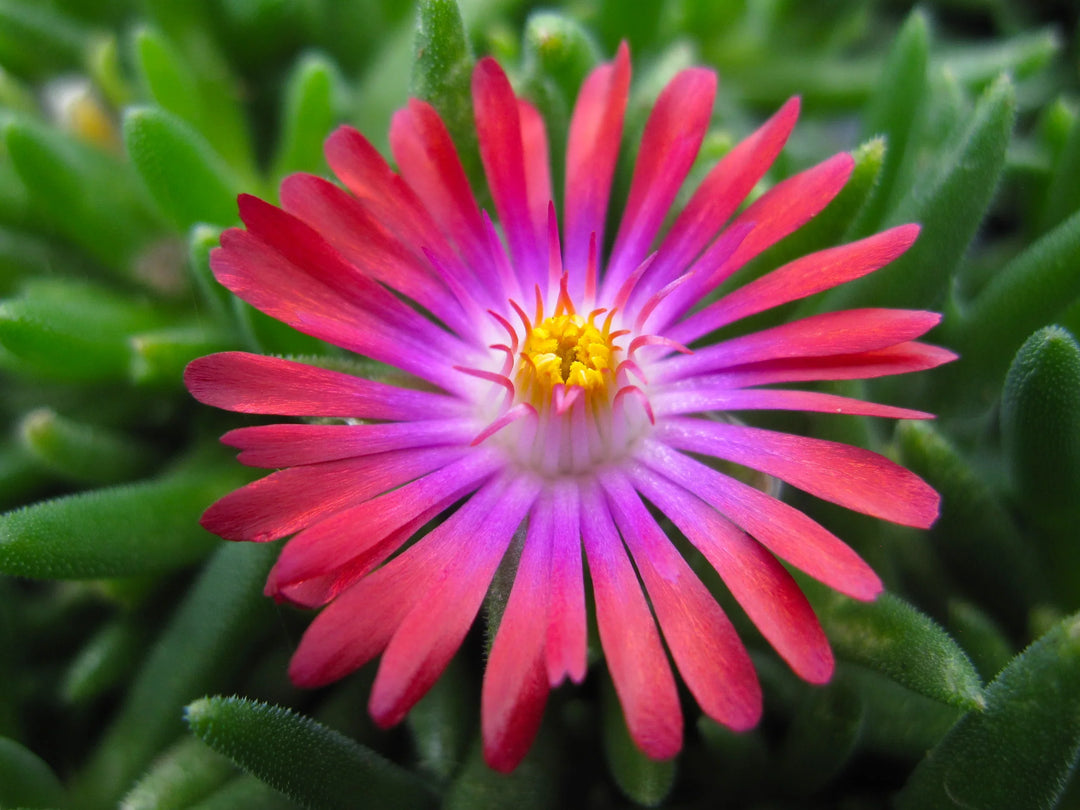 red ice flower seeds