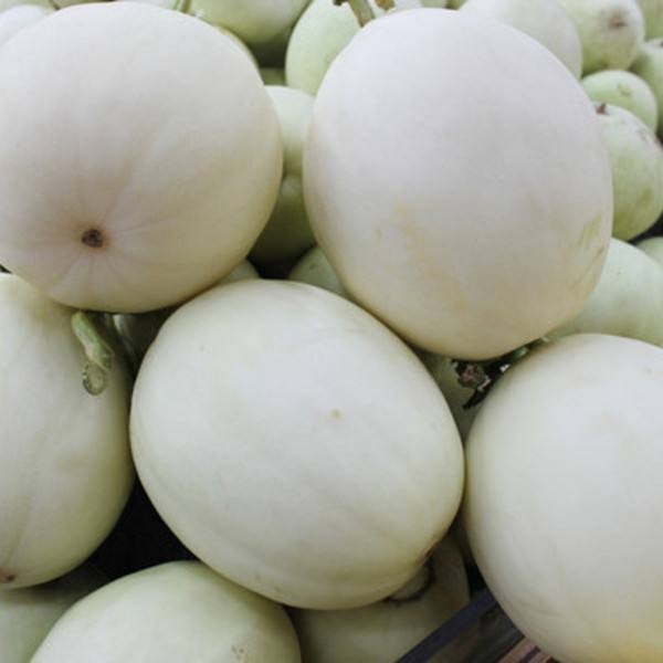 White Cantaloupe Melon Seeds for Planting – Premium Quality for Juicy & Sweet Melons