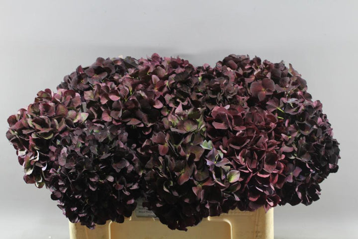 Hydrangea Flower Seeds for Planting, Chocolate, 100 pcs