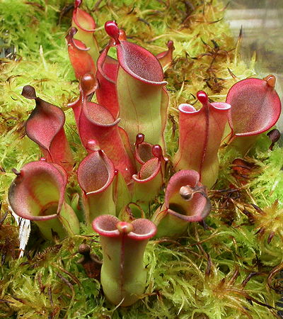 Heliamphora Plantefrø til udplantning 100 stk