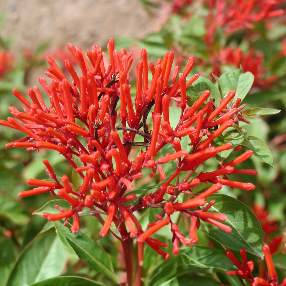 heirloom hamelia flower seeds