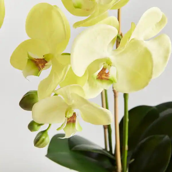 Phalaenopsis orkidéfrø Lysegrønne til udplantning, 100 stk