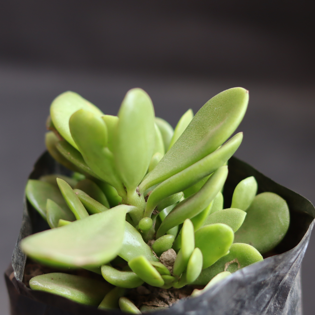 Crassula Plant Seeds for Succulent Planting - Heirloom & Non GMO seeds for vibrant planting