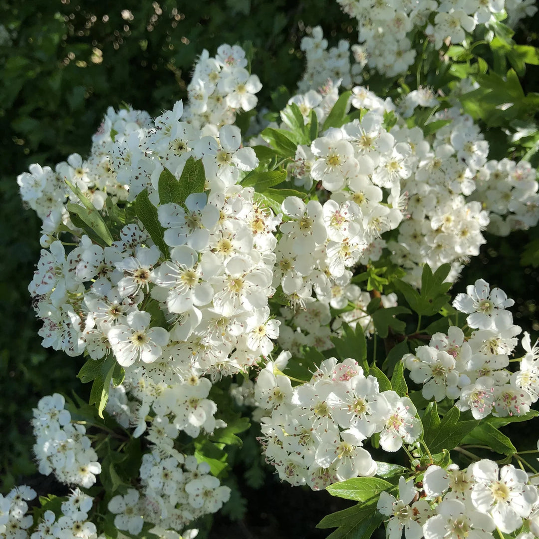 White Crataegus Flower Seeds for Planting - 100 pcs