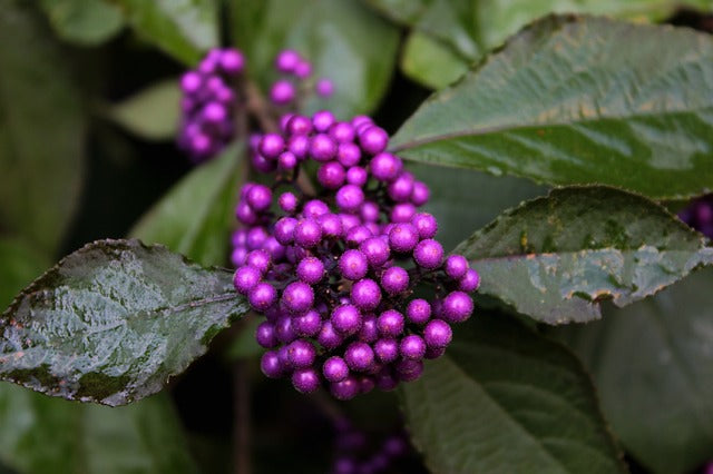 Violet Callicarpa blomsterfrø til plantning - 100 stk