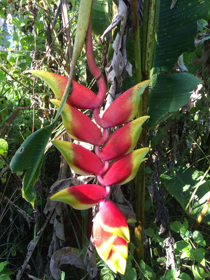 Heirloom Heliconia Harlingii Flower Seeds – Non-GMO Tropical Garden Seeds for Planting, High Germination Ornamental Blooms