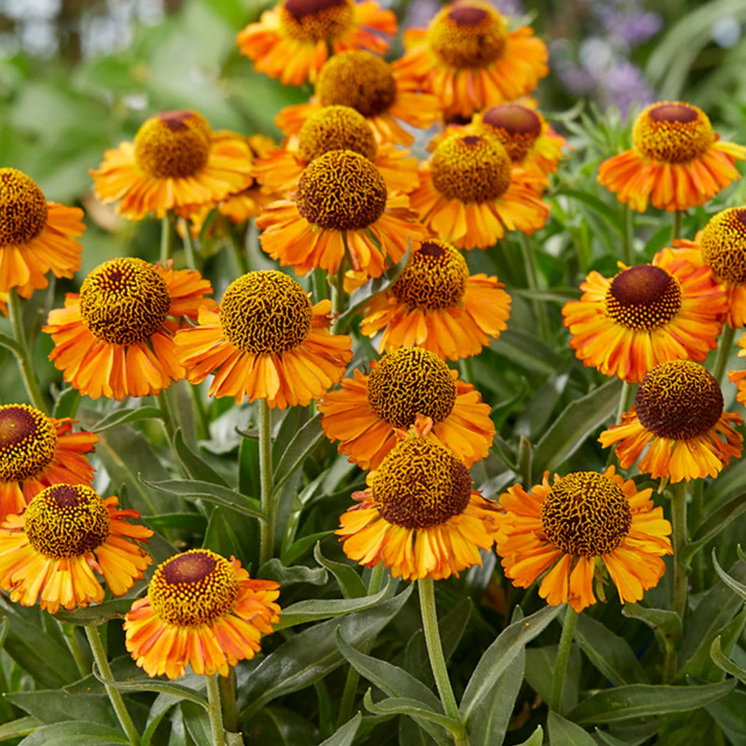 Heirloom Non-GMO Helenium Autumn Lollipop Flower Seeds for Planting – Vibrant Late-Season Garden Blooms