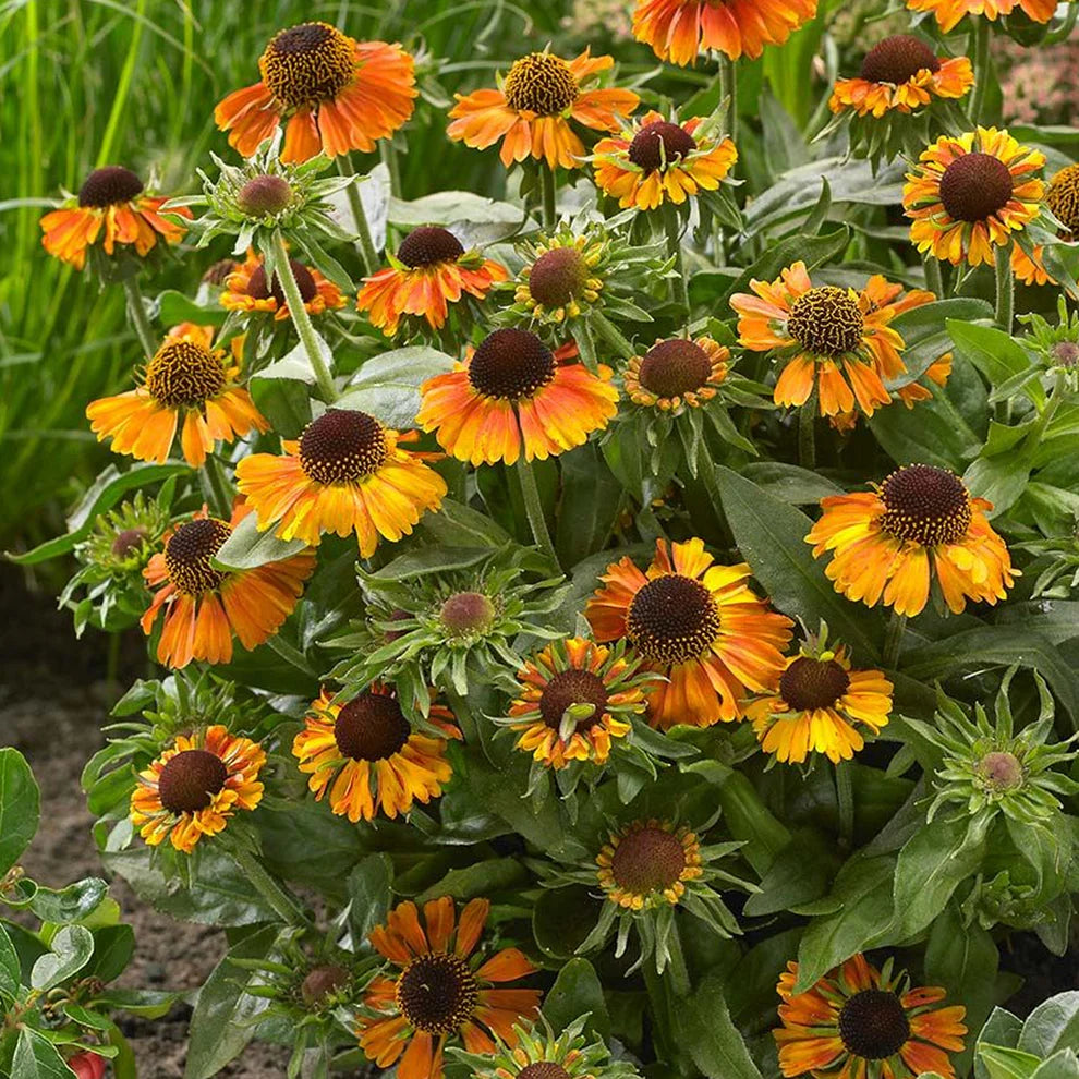 Heirloom Non-GMO Helenium Autumn Lollipop Flower Seeds for Planting – Vibrant Late-Season Garden Blooms