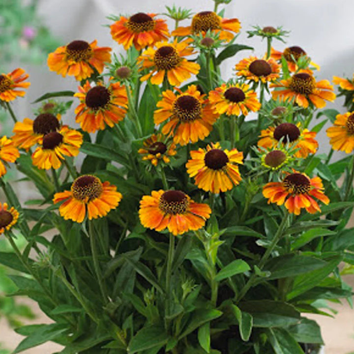 Heirloom Non-GMO Helenium Autumn Lollipop Flower Seeds for Planting – Vibrant Late-Season Garden Blooms