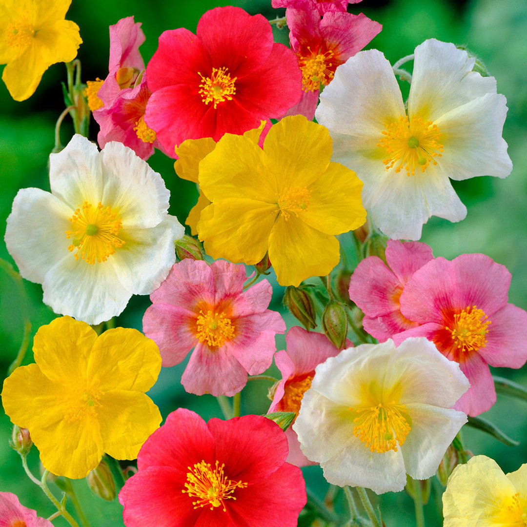 Mixed Helianthemum Rock Rose Seeds for Planting - 100 pcs