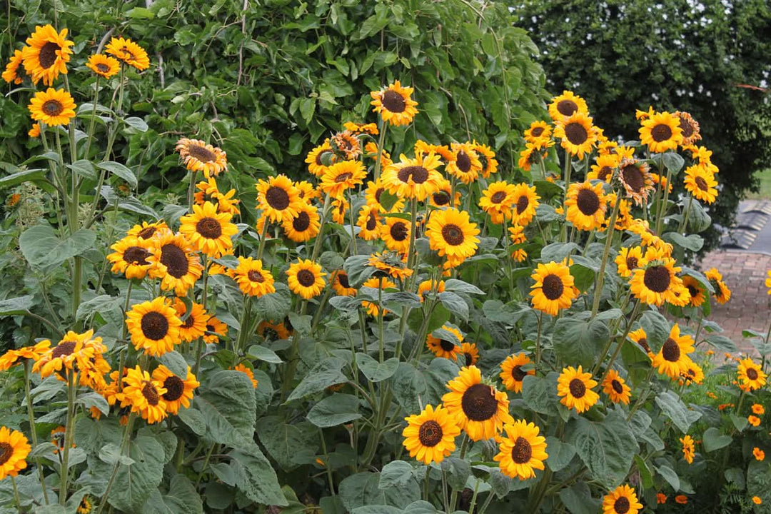 heirloom non flower seeds