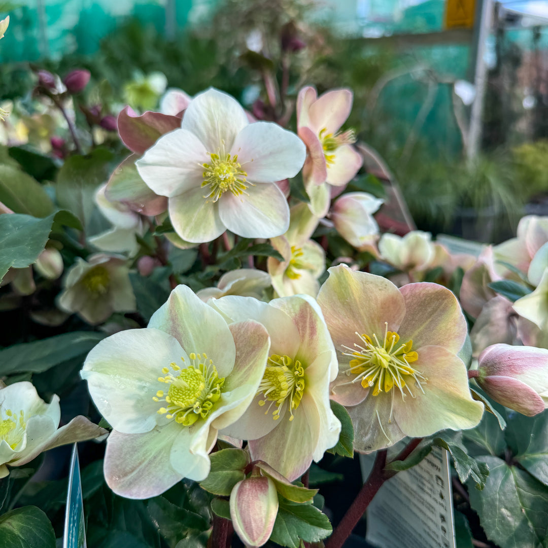 Hellebore Lysegrønne Blomsterfrø til Plantning 100 stk