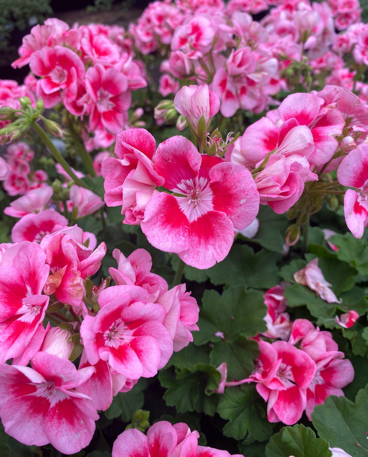 Fresh Geranium Flores Flower Seeds for Planting, Pink 100 pcs