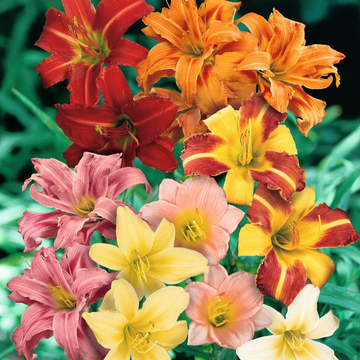 Hemerocallis Mixed Seeds for Planting – Organic, Heirloom, Non-GMO Flower Seeds