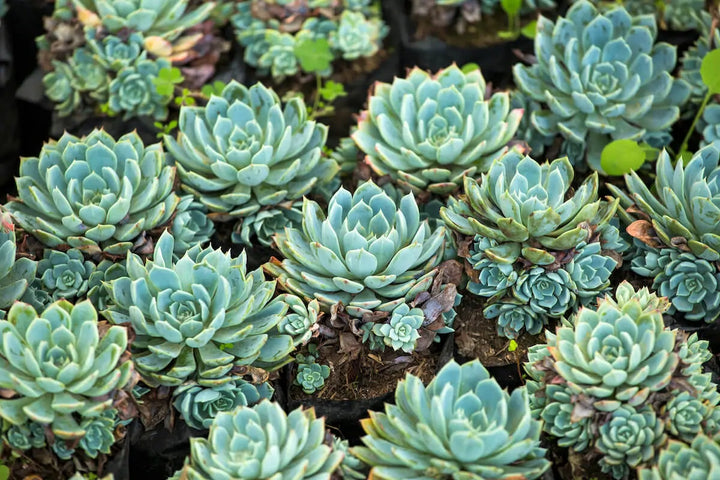 Hens and Chicks Plant Seeds for Planting - 100 pcs