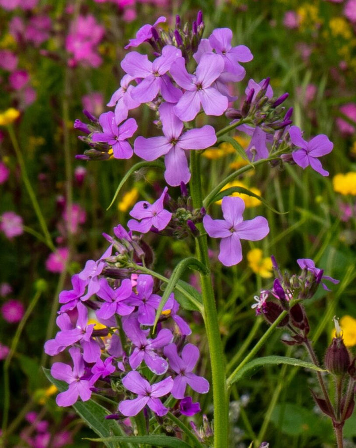 Heirloom Hesperis Flower Seeds, Non-GMO Fragrant Garden Blooms for Pollinator-Friendly Planting