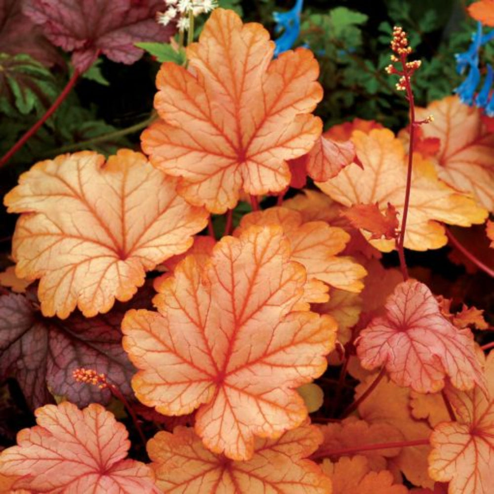 orange heuchera flower seeds