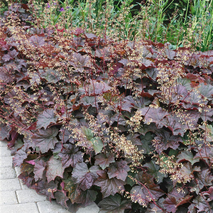 Lilla Heuchera plantefrø til udplantning - 100 stk