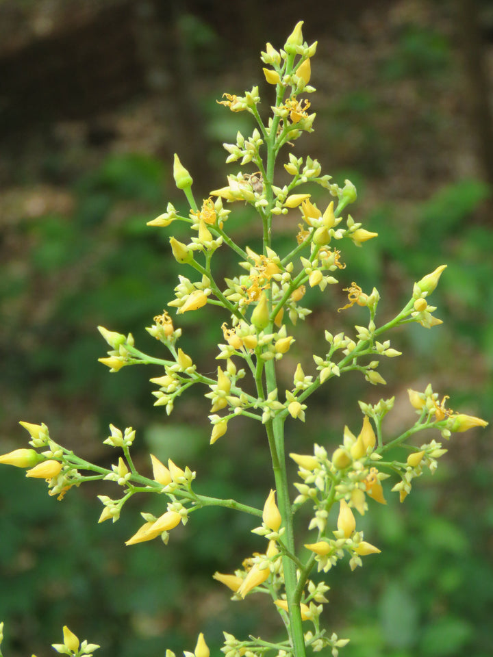 Yellow Hevea Brasiliensis Seeds – Heirloom, Non-GMO Flower Seeds for Planting Unique Blooms