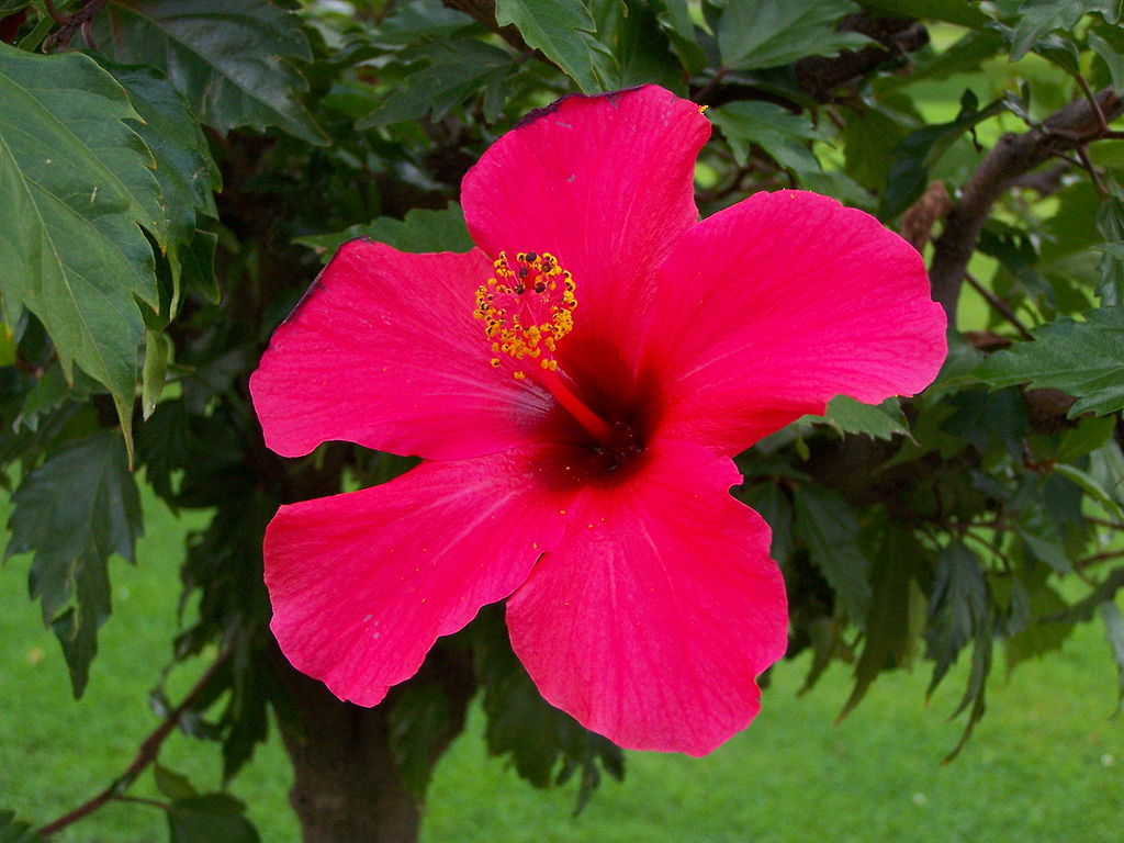 Mørkelyserøde Hibiscus Blomsterfrø - 100 stk