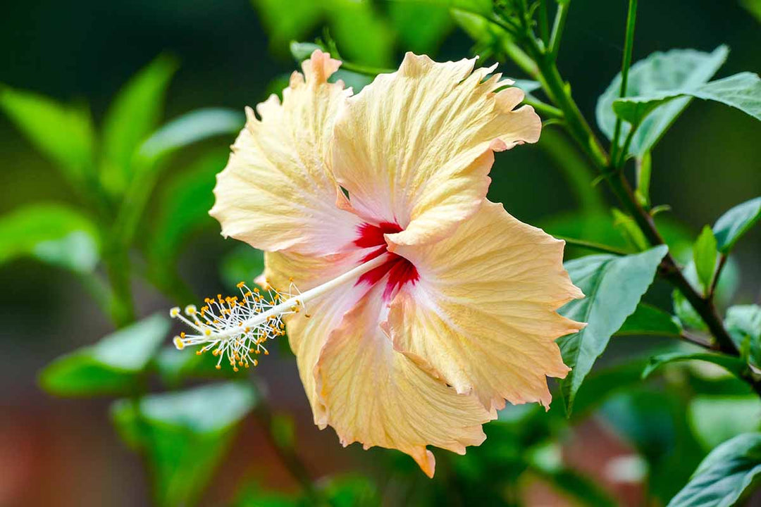 Light Orange Hibiscus Flower Seeds - 100 pcs