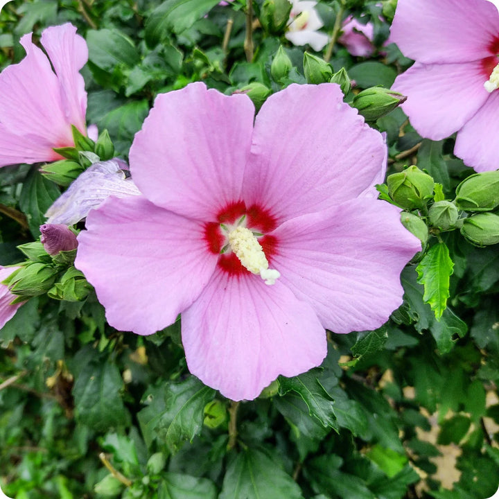Rose of Sharon Hibiscus Seeds for Planting – Heirloom Non-GMO Flower Garden Seeds | High Germination