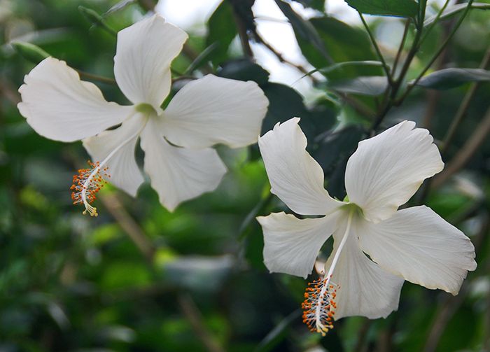 White Hibiscus Flower Seeds for Planting ,Heirloom Seeds -100 pcs