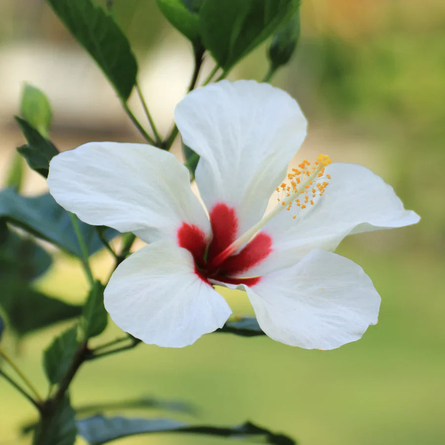 white red flower seeds