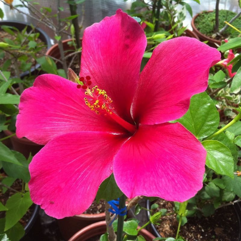 Dark Pink Hibiscus Flower Seeds - 100 pcs